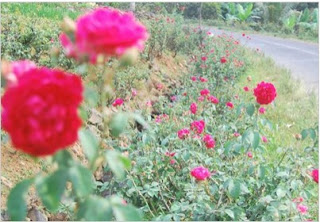 https://tempat.org/2016/10/pesona-keindahan-wisata-agro-bunga.html