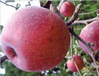https://tempat.org/2016/10/pesona-keindahan-wisata-perkebunan-apel.html
