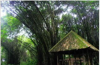 https://tempat.org/2016/10/pesona-keindahan-wisata-hutan-bambu.html
