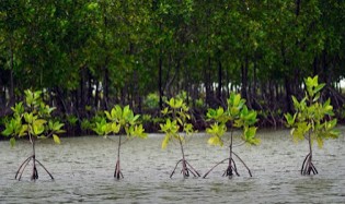 https://tempat.org/2016/12/pesona-keindahan-wisata-mangrove-park.html