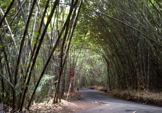 https://tempat.org/destinasti-objek-wisata-hutan-bambu-di/