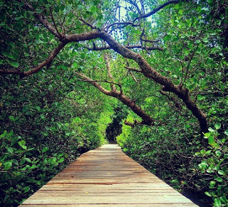 https://tempat.org/2017/03/daya-tarik-objek-wisata-hutan-mangrove.html