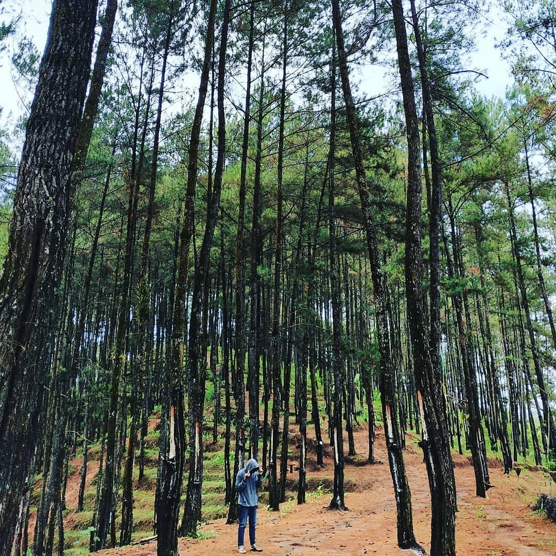 Pesona Keindahan Wisata Hutan Pinus di Bener Purworejo Jawa Tengah