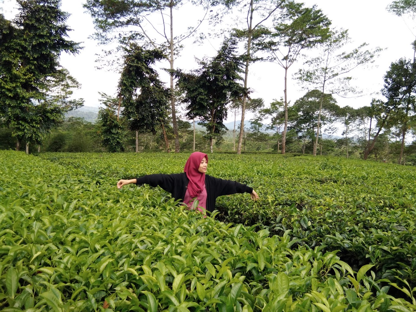 Pesona Destinasi Objek Agrowisata Tambi di Sedayu Wonosobo Jawa Tengah