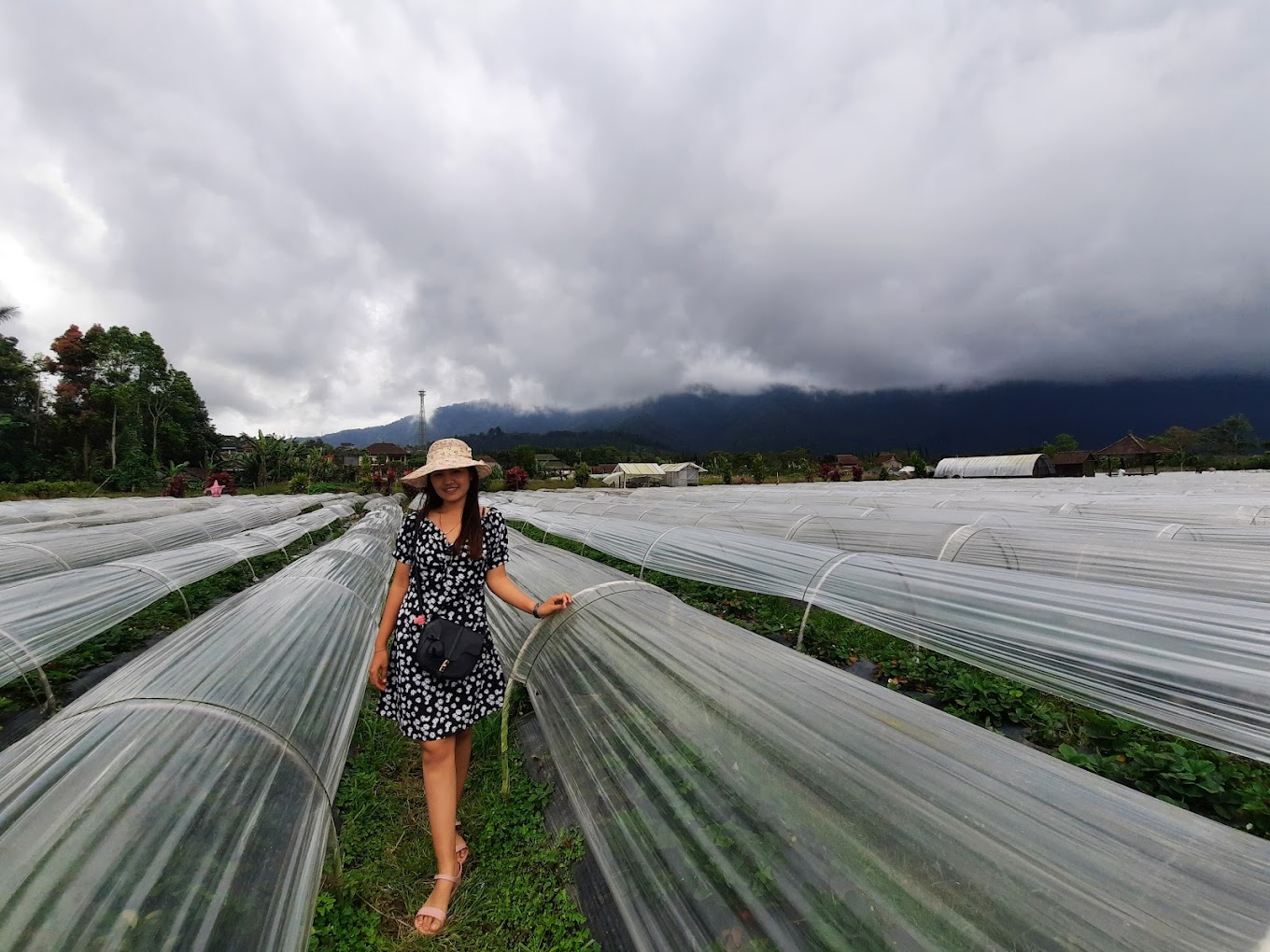 Pesona Keindahan Wisata Kebun Strawberry Bedugul di Baturiti Tabanan Bali
