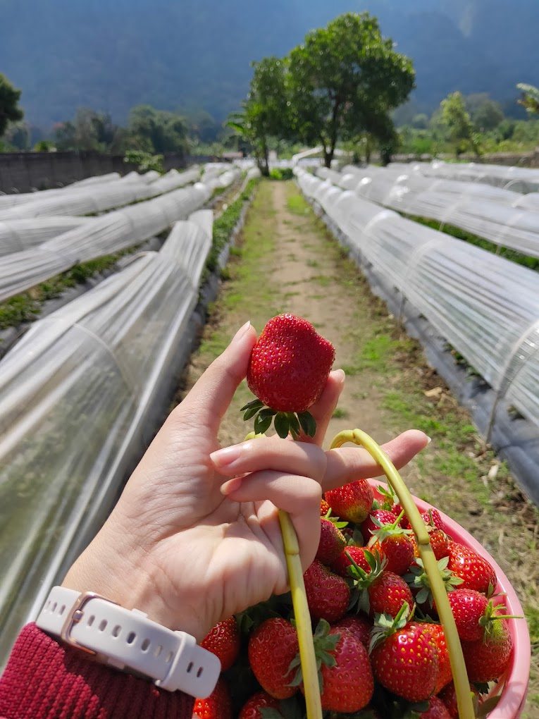 Saran dan Tips Berlibur ke Kebun Strawberry Bedugul