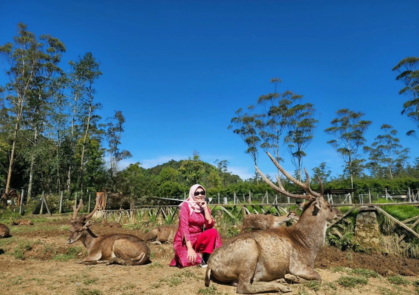pesona keindahan Wisata Penangkaran Rusa Ranca Upas – di Ciwidey Bandung jawa Barat