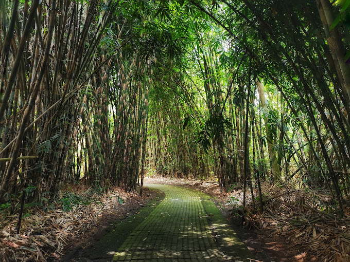 Destinasti Objek Wisata Hutan Bambu di Kubu Bangli Bali