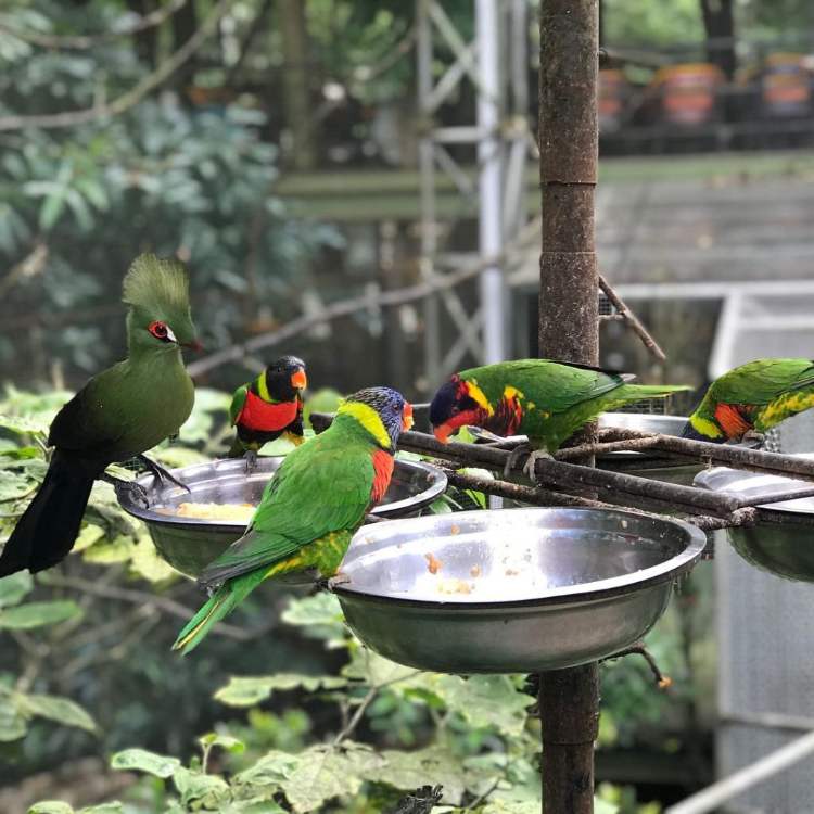 Lokasi, Rute dan Jadwal Buka Bird Pavilion Bandung