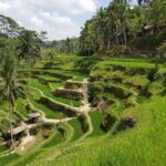 Pesona Keindahan Wisata Ceking Rice Terrace di Tegalalang Gianyar Bali