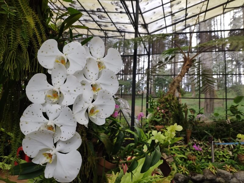 Orchid Forest Lembang 