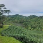 Destinasti Keindahan Wisata Kebun Teh Cikuya di Cibeber Lebak Banten