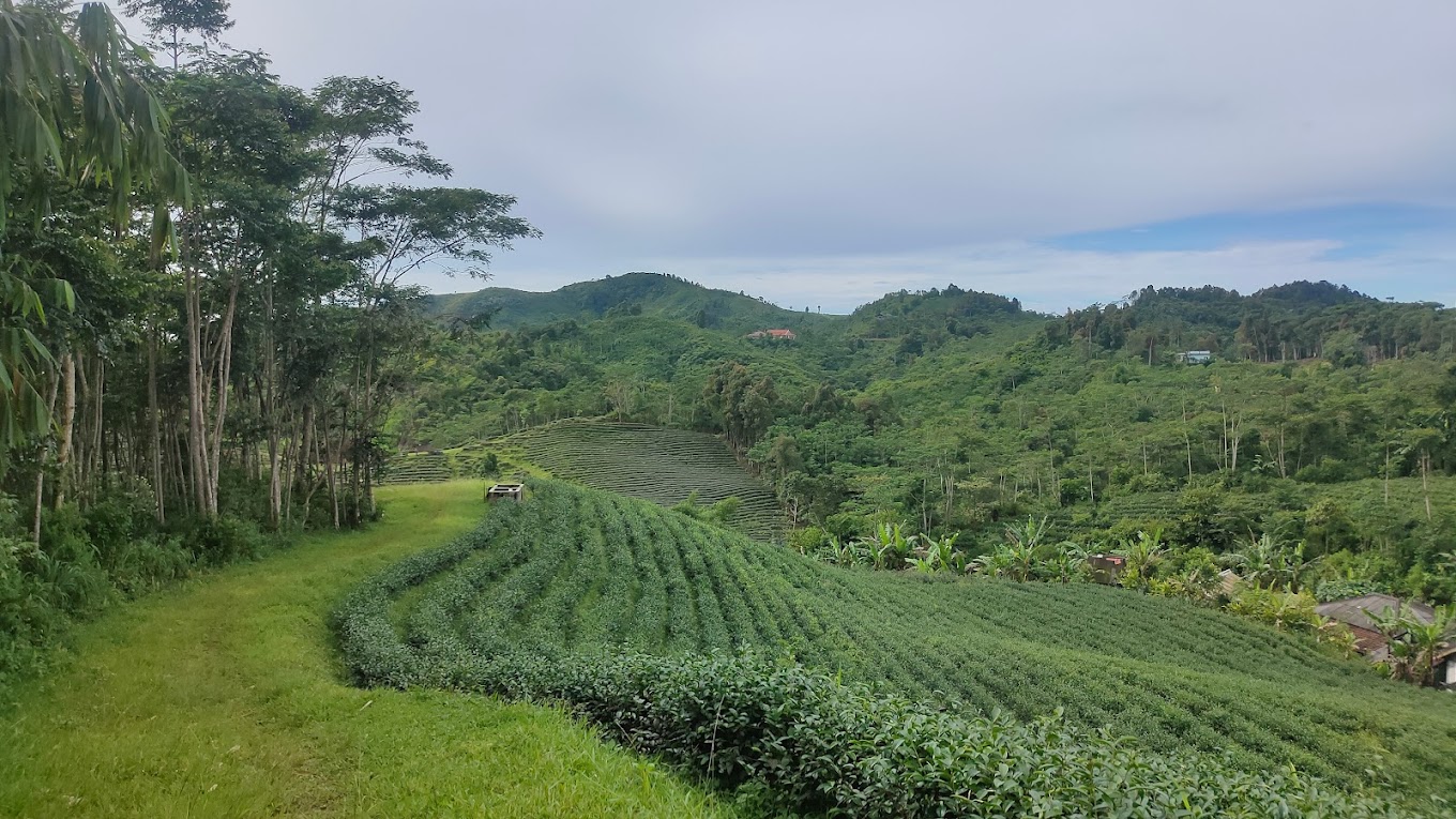 Destinasti Keindahan Wisata Kebun Teh Cikuya di Cibeber Lebak Banten