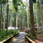 Destinasti Objek Wisata Sangeh ( Monkey Forest ) di Abiansemal Badung Bali