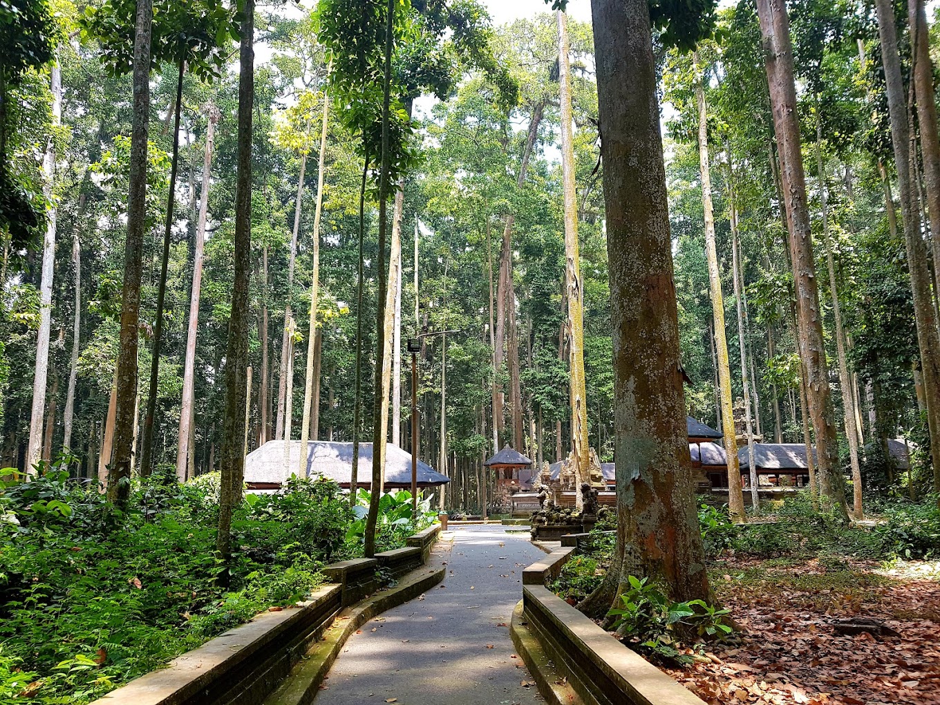 Destinasti Objek Wisata Sangeh ( Monkey Forest ) di Abiansemal Badung Bali